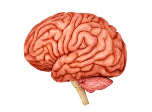 Anatomy of human brain.